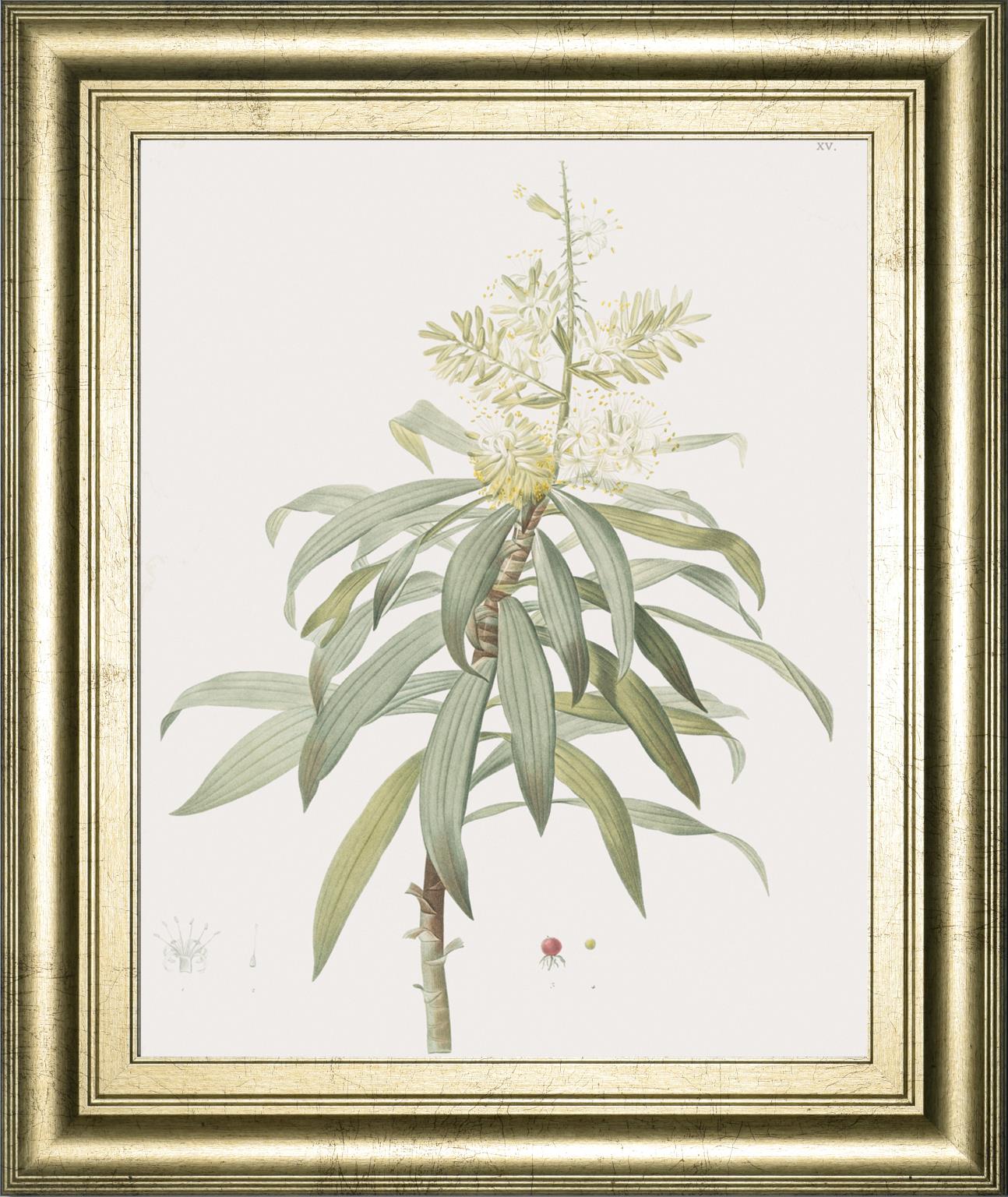 Dracaena Reflexa By Pierre Joseph Redoute 22X26 Framed Print