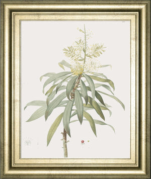 Dracaena Reflexa By Pierre Joseph Redoute 22X26 Framed Print