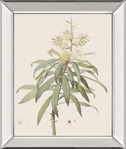 Dracaena Reflexa By Pierre Joseph Redoute 22X26 Mirror Frame Print