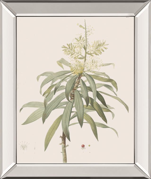 Dracaena Reflexa By Pierre Joseph Redoute 22X26 Mirror Frame Print