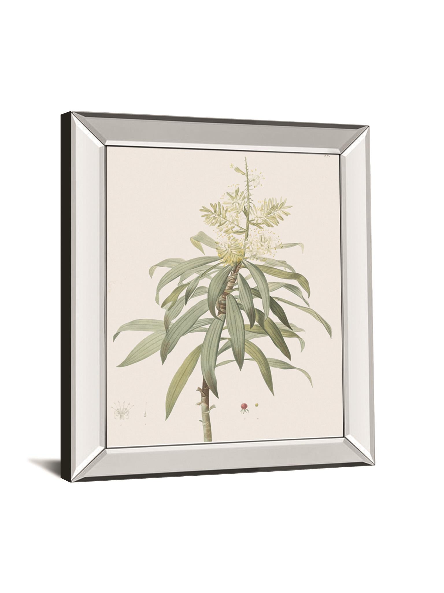 Dracaena Reflexa By Pierre Joseph Redoute 22X26 Mirror Frame Print