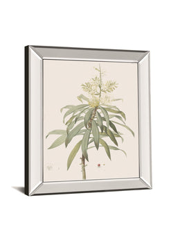 Dracaena Reflexa By Pierre Joseph Redoute 22X26 Mirror Frame Print