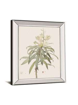 Dracaena Reflexa By Pierre Joseph Redoute 22X26 Mirror Frame Print