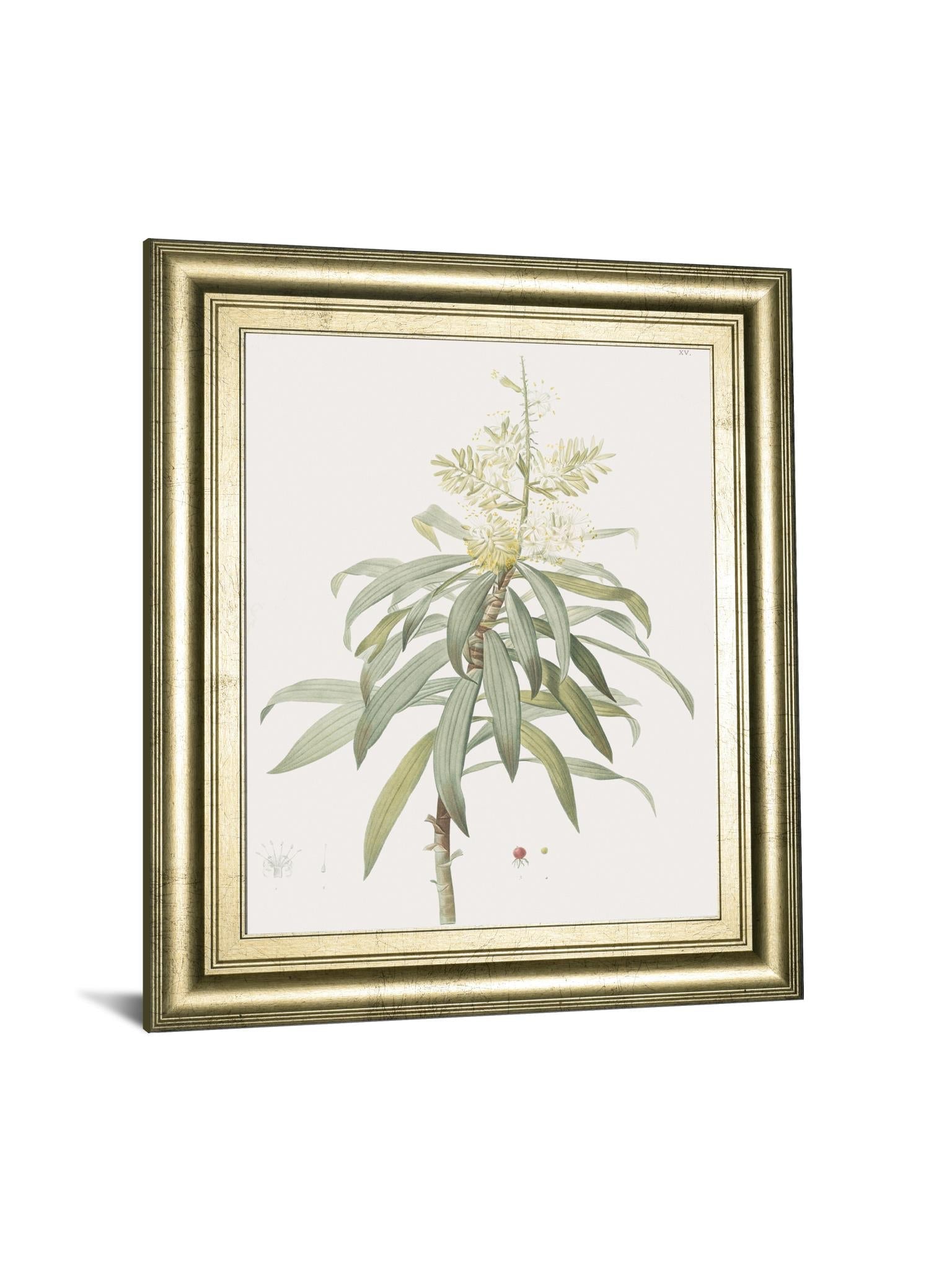Dracaena Reflexa By Pierre Joseph Redoute 22X26 Framed Print