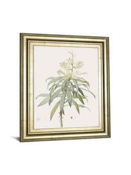 Dracaena Reflexa By Pierre Joseph Redoute 22X26 Framed Print