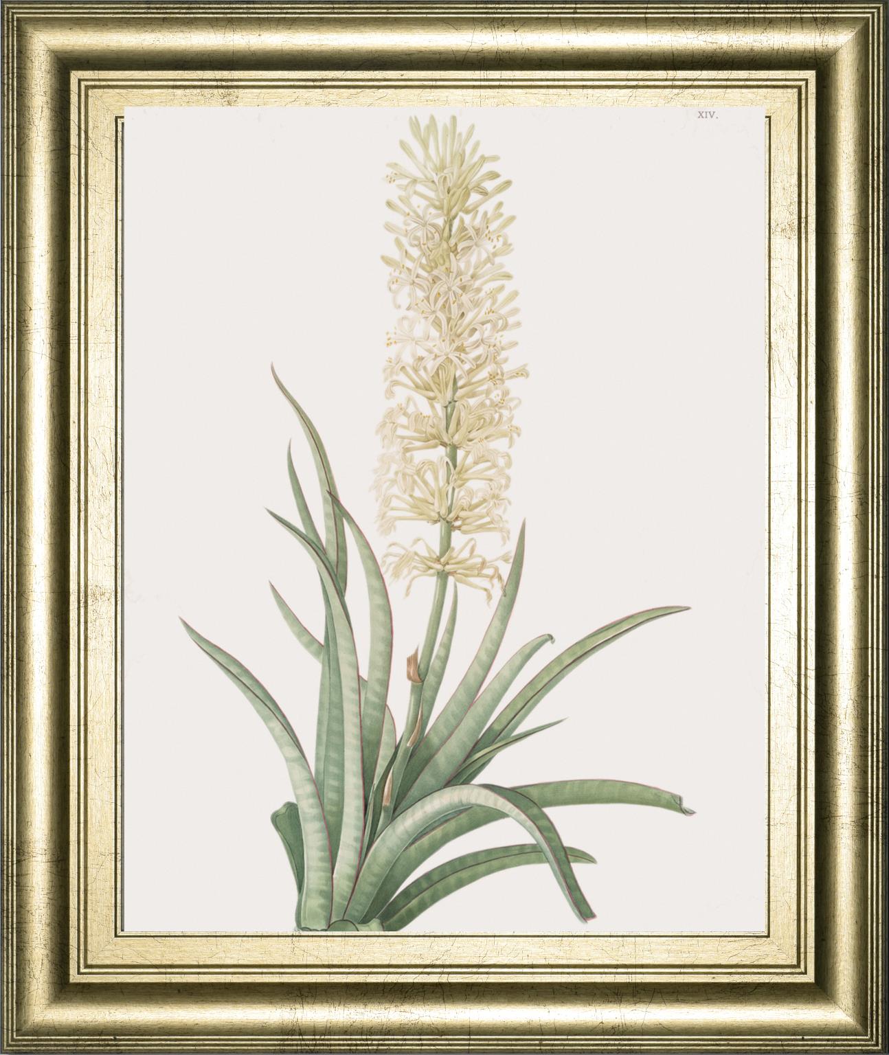 Sansevieria Zeylancia By Pierre Joseph Redoute 22X26 Framed Print