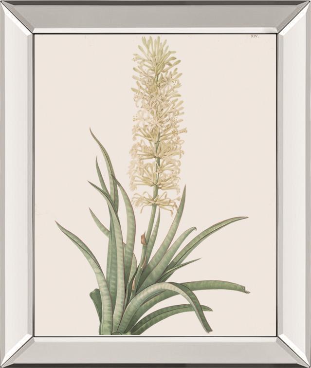 Sansevieria Zeylancia By Pierre Joseph Redoute 22X26 Mirror Frame Print