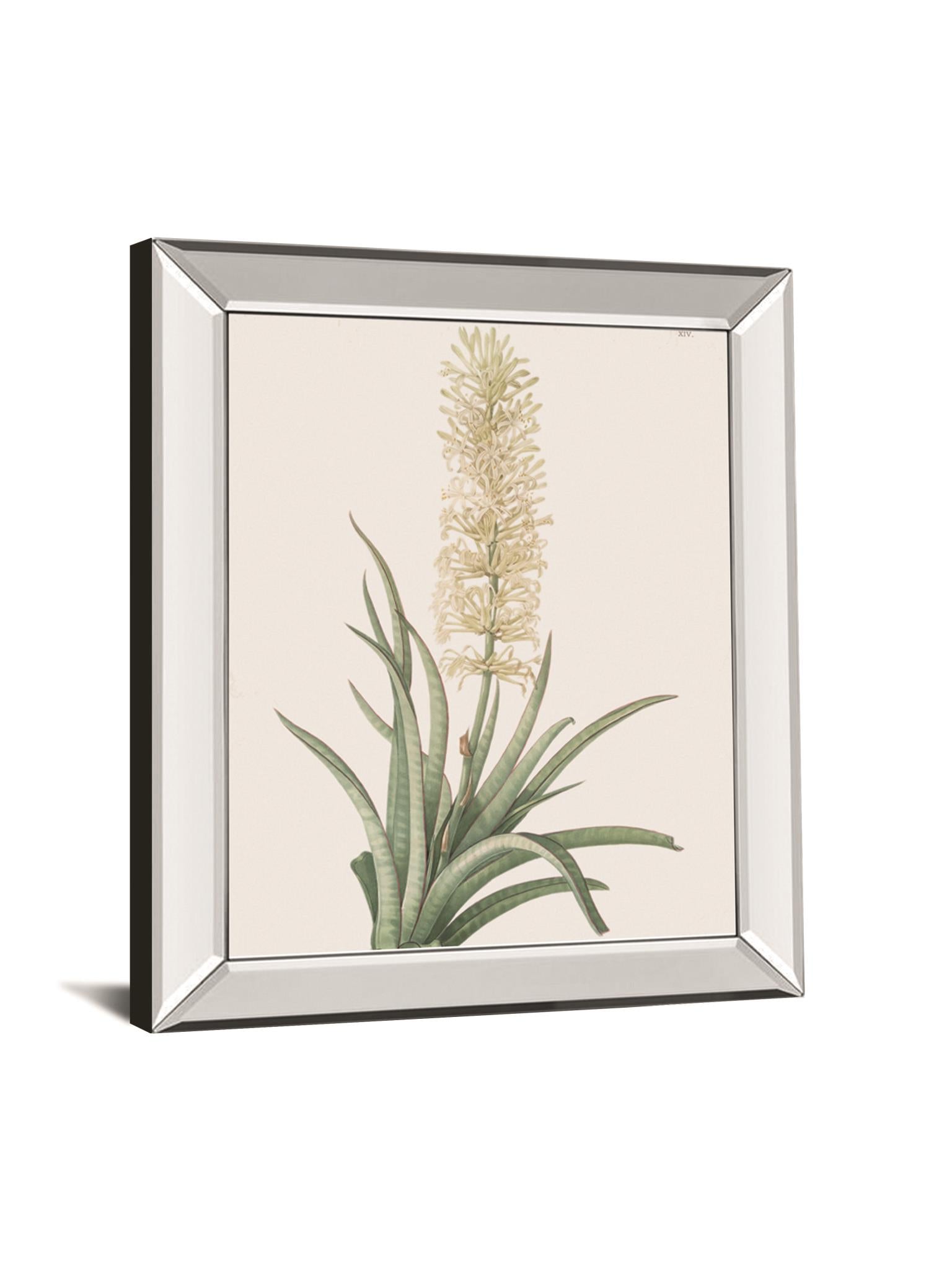 Sansevieria Zeylancia By Pierre Joseph Redoute 22X26 Mirror Frame Print