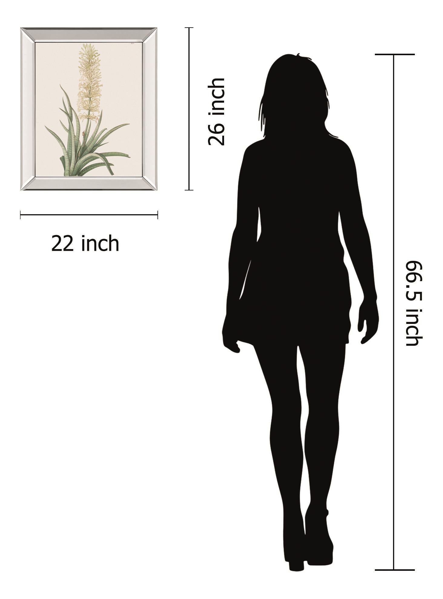 Sansevieria Zeylancia By Pierre Joseph Redoute 22X26 Mirror Frame Print