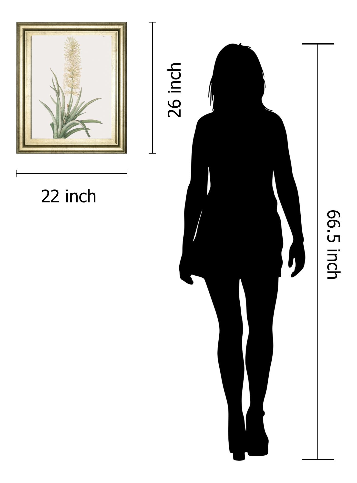 Sansevieria Zeylancia By Pierre Joseph Redoute 22X26 Framed Print