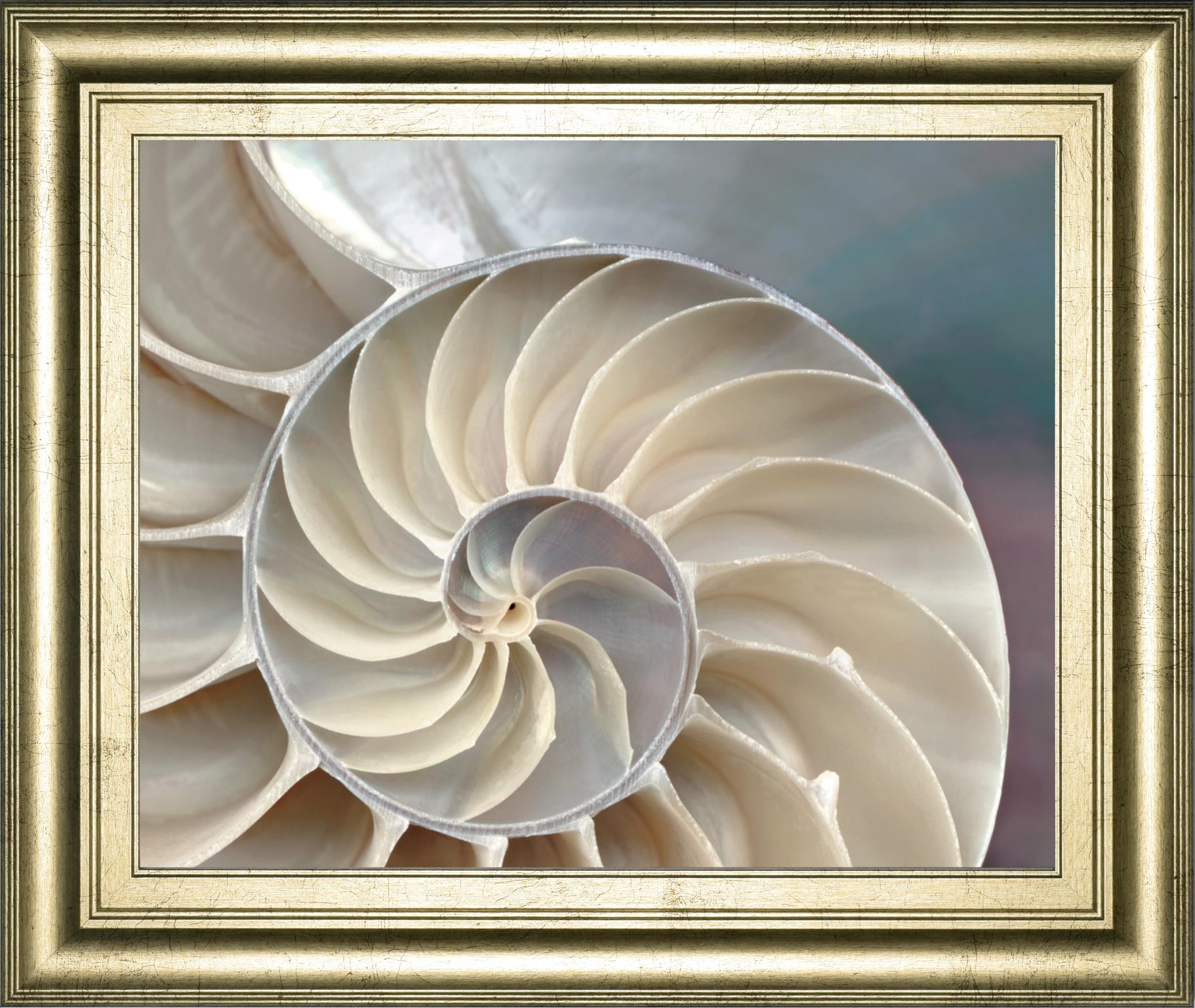 Nautilus By Levine, A. 22X26 Framed Print