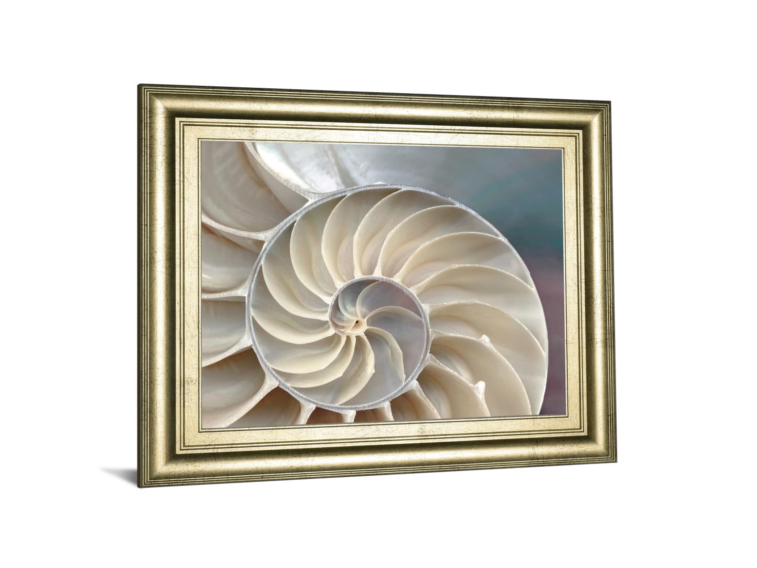 Nautilus By Levine, A. 22X26 Framed Print