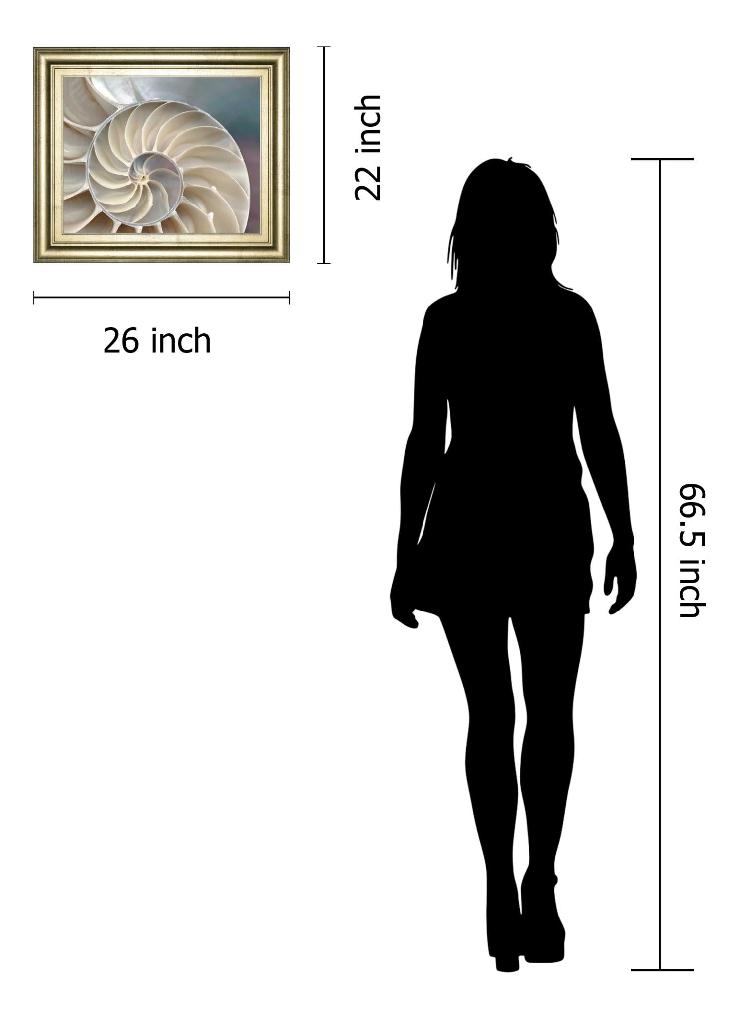 Nautilus By Levine, A. 22X26 Framed Print