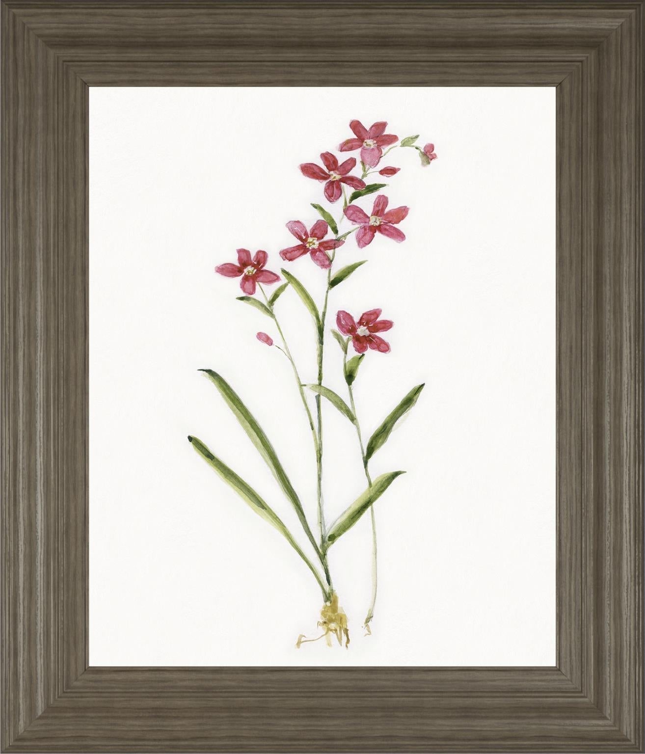 Delicate Pink I By Sally Swatland 22X26 Framed Print