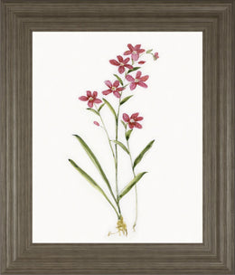 Delicate Pink I By Sally Swatland 22X26 Framed Print