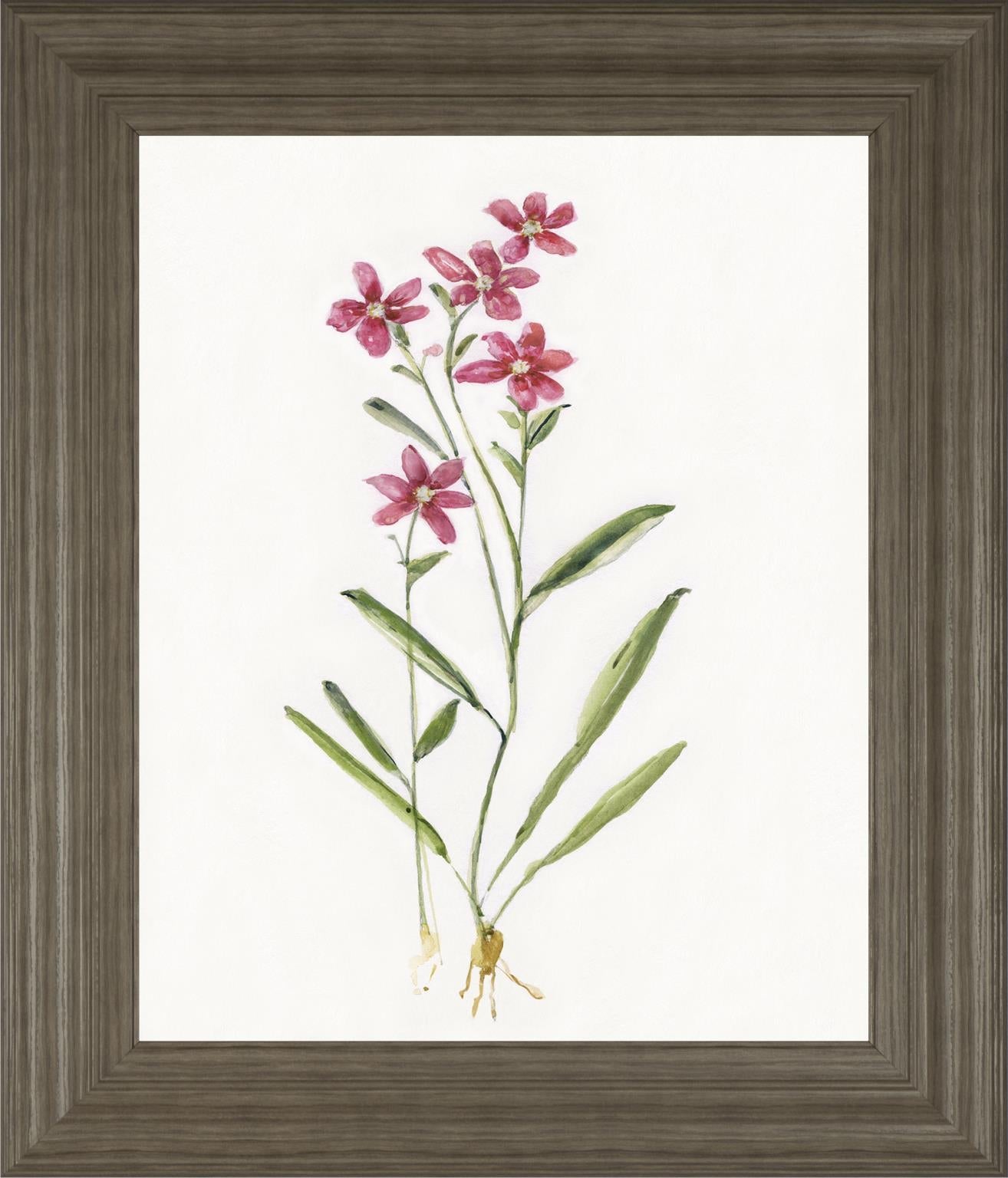 Delicate Pink Ii By Sally Swatland 22X26 Framed Print