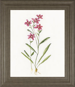 Delicate Pink Ii By Sally Swatland 22X26 Framed Print