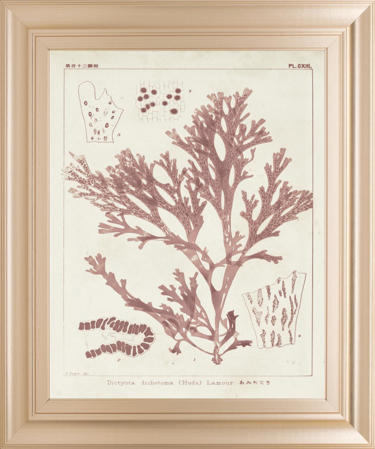 Antique Coral Seaweed I By Vision Studio 22X26 Framed Print