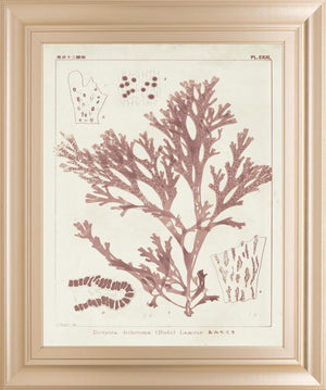Antique Coral Seaweed I By Vision Studio 22X26 Framed Print