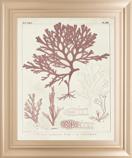 Antique Coral Seaweed Ii By Vision Studio 22X26 Framed Print