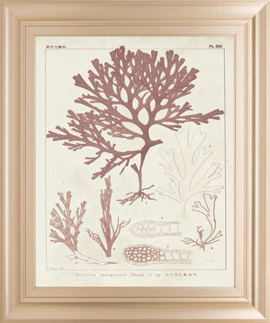 Antique Coral Seaweed Ii By Vision Studio 22X26 Framed Print