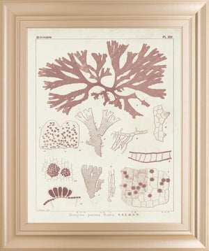 Antique Coral Seaweed Iii By Vision Studio 22X26 Framed Print