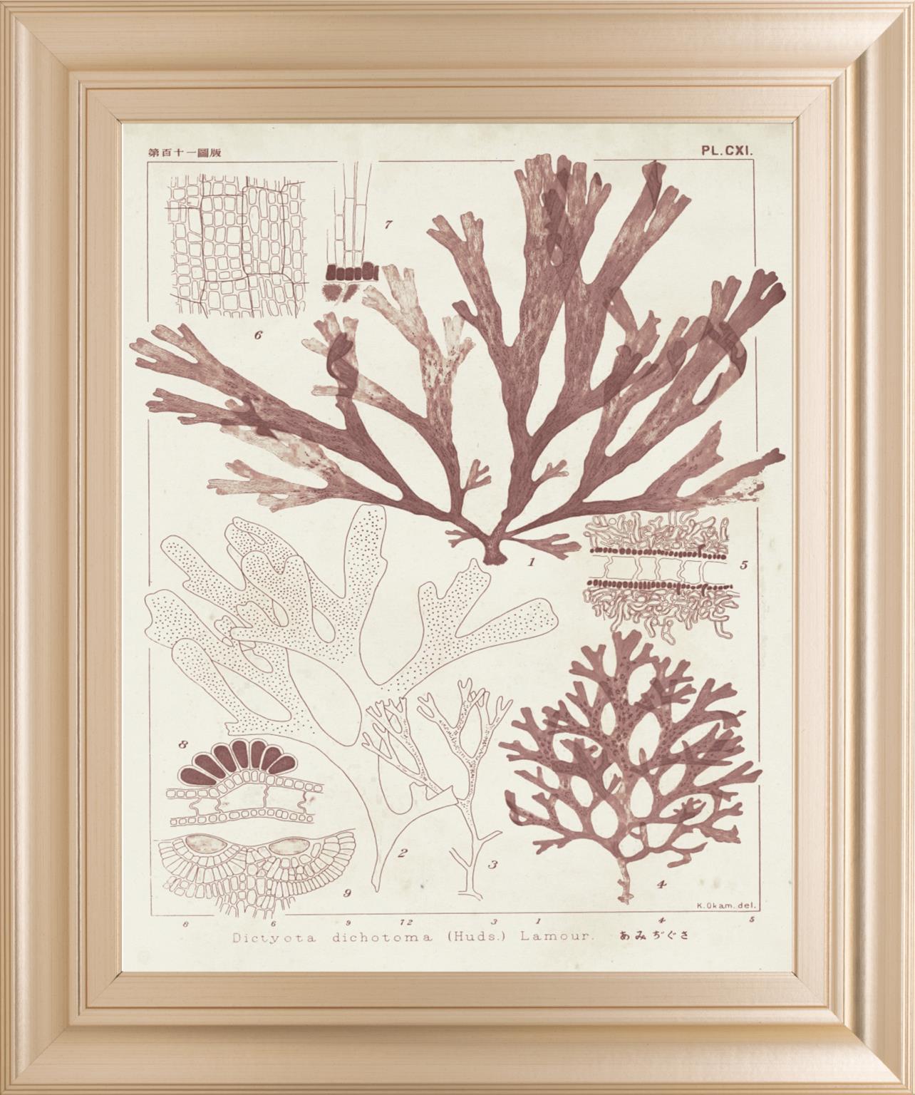 Antique Coral Seaweed Iv By Vision Studio 22X26 Framed Print