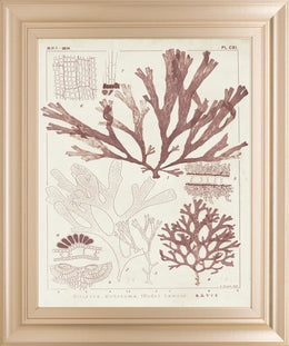 Antique Coral Seaweed Iv By Vision Studio 22X26 Framed Print
