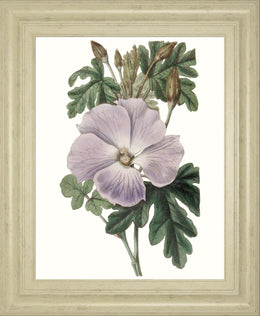 Lavender Beauties I By Edwards 22X26 Framed Print