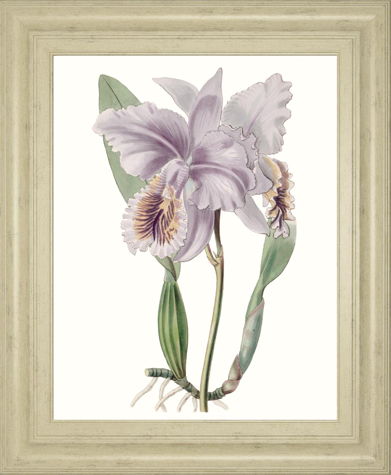 Lavender Beauties Ii By Edwards 22X26 Framed Print