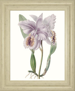 Lavender Beauties Ii By Edwards 22X26 Framed Print
