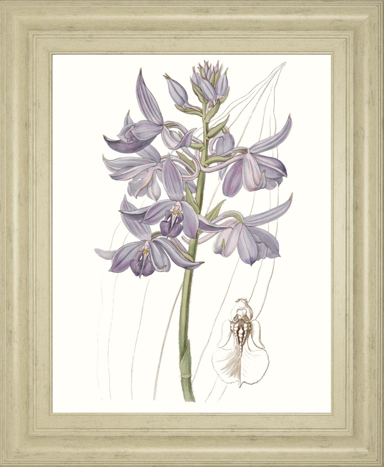 Lavender Beauties Iii By Edwards 22X26 Framed Print