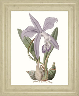 Lavender Beauties Iv By Edwards 22X26 Framed Print