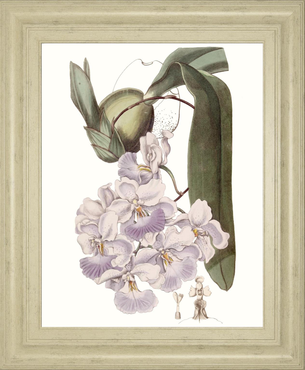 Lavender Beauties V By Edwards 22X26 Framed Print