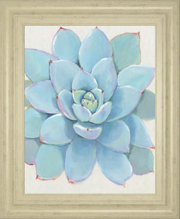 Pastel Succulent I By Tim Otoole 22X26 Framed Print