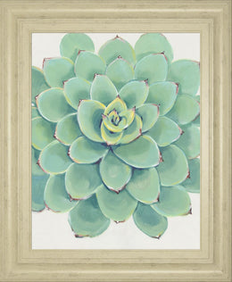 Pastel Succulent Iii By Tim Otoole 22X26 Framed Print