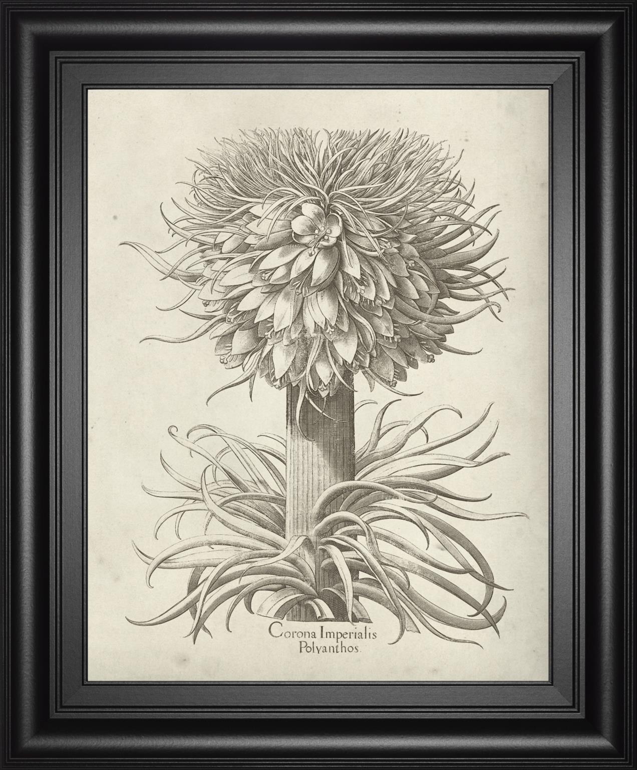 Fresco Crown Imperial I By Vision Studio 22X26 Framed Print