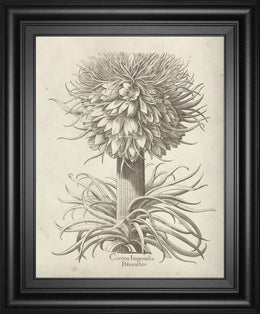 Fresco Crown Imperial I By Vision Studio 22X26 Framed Print