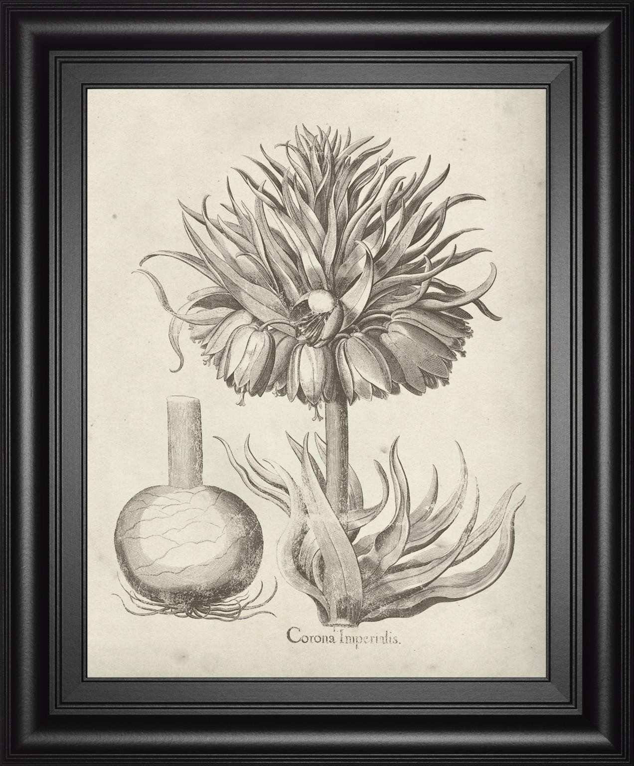 Fresco Crown Imperial Ii By Vision Studio 22X26 Framed Print