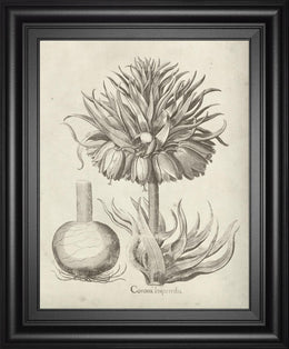 Fresco Crown Imperial Ii By Vision Studio 22X26 Framed Print