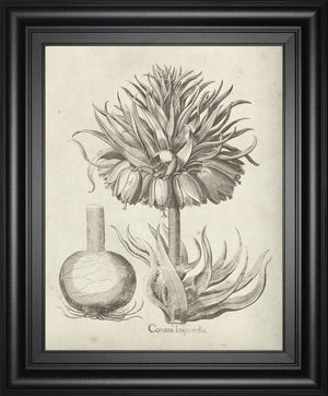 Fresco Crown Imperial Ii By Vision Studio 22X26 Framed Print
