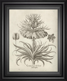 Fresco Crown Imperial Iii By Vision Studio 22X26 Framed Print