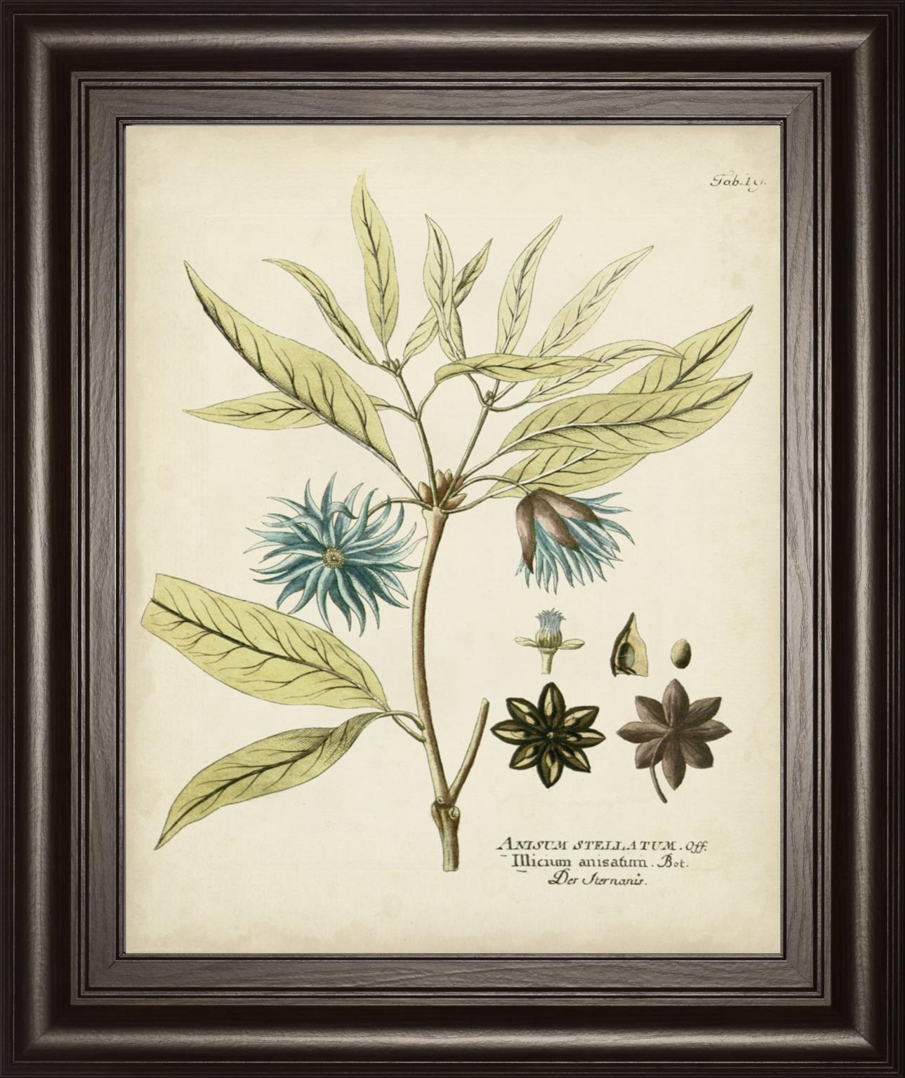 Eloquent Botanical Iii By Vision Studio 22X26 Framed Print