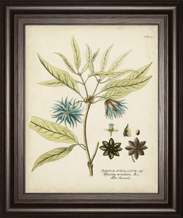 Eloquent Botanical Iii By Vision Studio 22X26 Framed Print