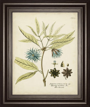Eloquent Botanical Iii By Vision Studio 22X26 Framed Print