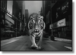 Glossy Painted Framed Canvas - Tiger Of The City Curated Canvas