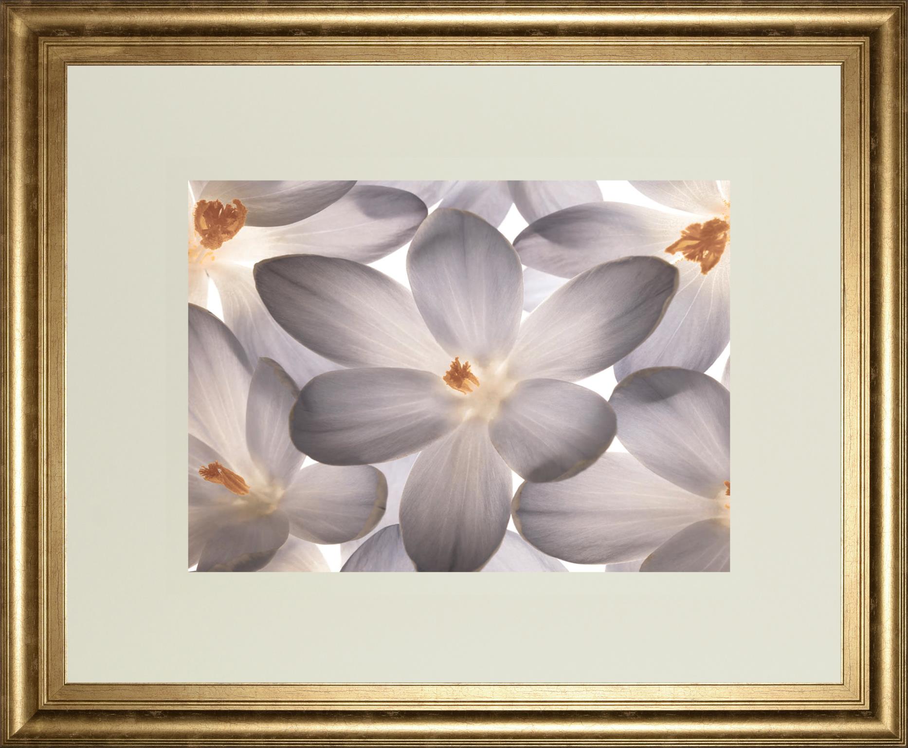 Petal Perfect By Assaf Frank 34X40 Framed Print