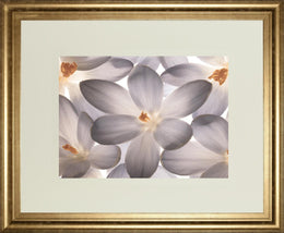 Petal Perfect By Assaf Frank 34X40 Framed Print