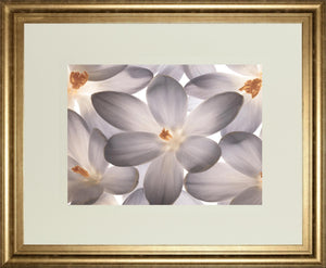 Petal Perfect By Assaf Frank 34X40 Framed Print