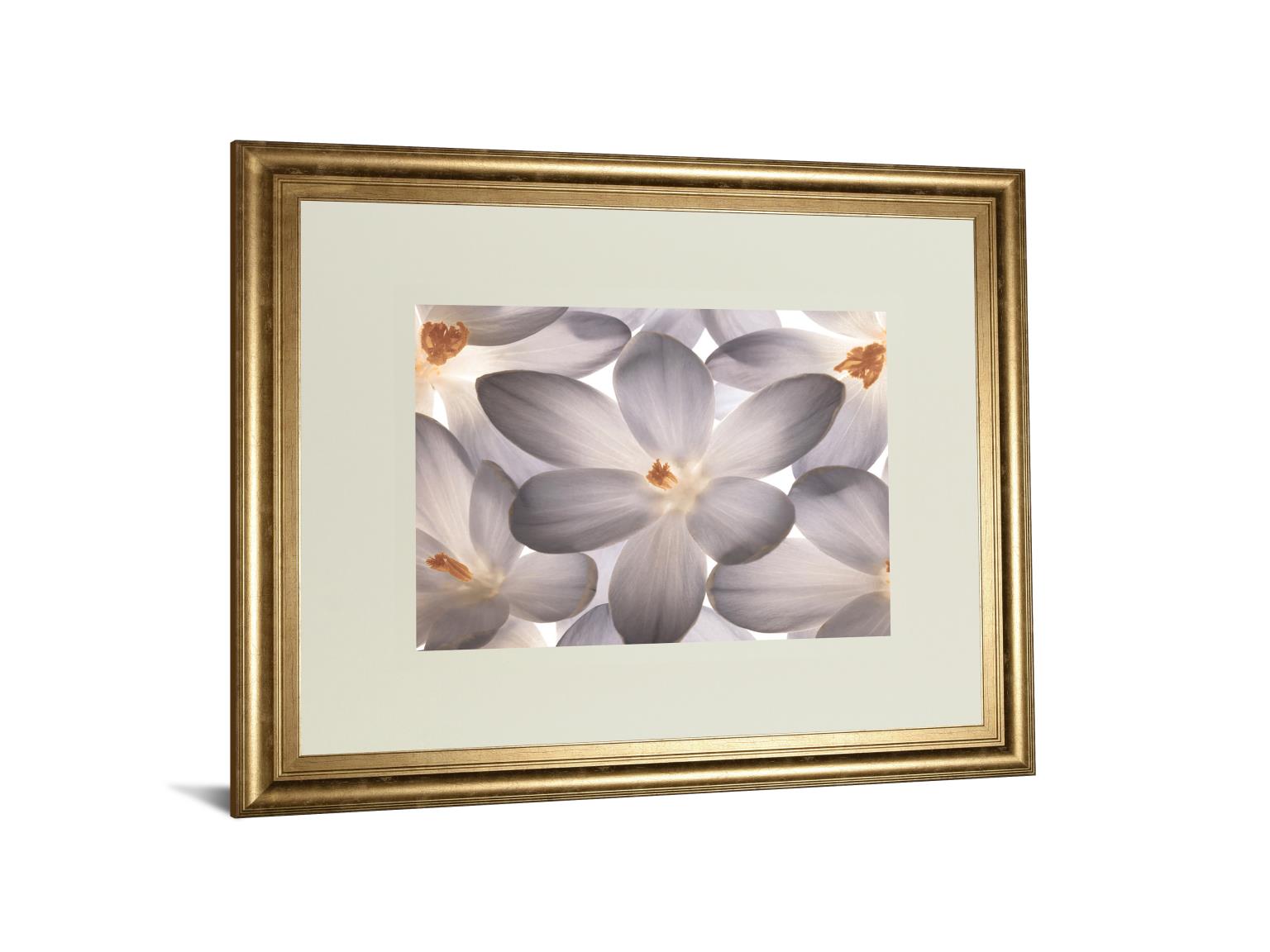 Petal Perfect By Assaf Frank 34X40 Framed Print